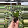 plant/Hoya Bilobata starter plant growers choice DD4-6-thumbnail