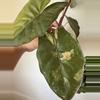 plant/Alocasia Yucatan Princess Aurea Corm-3-thumbnail