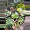 plant/Philodendron White Princess Aurea-0-thumbnail