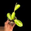 plant/H. Diversifolia ‘Maharani’-0-thumbnail