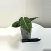 plant/TEM-15 BB Hybrid “Tehlu” x Doc Block “Michelle”-0-thumbnail