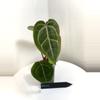 plant/TEM-12 BB Hybrid “Tehlu” x Doc Block “Michelle”-1-thumbnail
