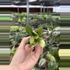plant/Hoya Bilobata starter plant growers choice DD4-1-thumbnail