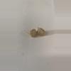 plant/Stainless steel earing accessory-0-thumbnail