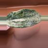 plant/Hoya Silver Latifolia Indo-5-thumbnail