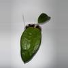 plant/Hoya sp from WMZ from Unsolicited Plant Talks-0-thumbnail