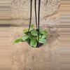 plant/Hoya Fitchii-0-thumbnail