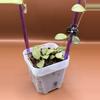 plant/Hoya Amber of Borneo-1-thumbnail