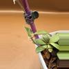 plant/Hoya Amber of Borneo-2-thumbnail