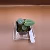plant/Carla (Round x GPH) x OG1 Clone-1-thumbnail