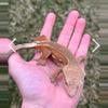 plant/105 PINK Phantom with ports n partial pin.-7-thumbnail