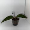 plant/Hoya sp from WMZ from Unsolicited Plant Talks-2-thumbnail