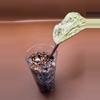 plant/Hoya Silver Latifolia Indo-4-thumbnail