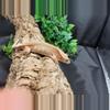 plant/105 PINK Phantom with ports n partial pin.-0-thumbnail
