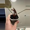 plant/Mint Var. Pap-2-thumbnail