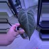 plant/Mint Var. Pap-0-thumbnail