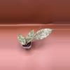 plant/Hoya Caudata Gold-1-thumbnail