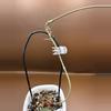 plant/Lai Chau Silver Rooted Cutting-2-thumbnail