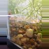 insulation/Assorted mystery snails-0-thumbnail