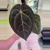 plant/Ree Pap x Tezula Red Crystal-0-thumbnail