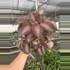 plant/Episcia purple rain 6” basket growers choice-6-thumbnail