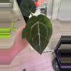 plant/(Forgetii x Red Crystal Premium) x NSE Ace of Spades-0-thumbnail