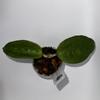 plant/Hoya sp from WMZ from Unsolicited Plant Talks-1-thumbnail
