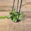 plant/Hoya Fitchii-1-thumbnail