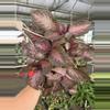 plant/Episcia purple rain 6” basket growers choice-1-thumbnail