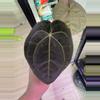 plant/Ree Pap x Tezula Red Crystal-1-thumbnail