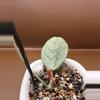 plant/Lai Chau Silver Rooted Cutting-3-thumbnail