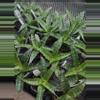 plant/Sansevieria Tiger Rooted Pup-0-thumbnail