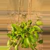 plant/Pothos Neon Marble-1-thumbnail