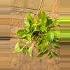 plant/Pothos Neon Marble-3-thumbnail