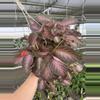 plant/Episcia purple rain 6” basket growers choice-4-thumbnail