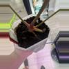 plant/Ree Pap x Tezula Red Crystal-2-thumbnail