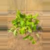 plant/Pothos Neon Marble-0-thumbnail