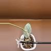 plant/Lai Chau Silver Rooted Cutting-4-thumbnail