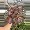 plant/Episcia purple rain 6” basket growers choice-3-thumbnail