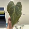 plant/Mint Var. Pap-1-thumbnail