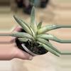 plant/Sansevieria starfish variegated-0-thumbnail
