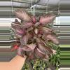 plant/Episcia purple rain 6” basket growers choice-0-thumbnail