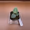 plant/Carla (Round x GPH) x OG1 Clone-2-thumbnail