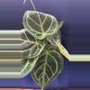 plant/Anthurium 4”  Starting Collector Bundle SC-1-thumbnail