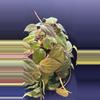 plant/Philodendron Vines-1-thumbnail