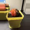 plant/BRIGHT Colored Gymnocalycium Mihahnovichii-1-thumbnail