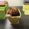 plant/Stunnnning Gymnocalycium Mihahnovichii LB Hybrid f. Rainbow Variegata-1-thumbnail