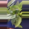 plant/Green Vines FOLIAGE - Pothos & Epi-2-thumbnail