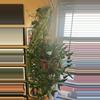 plant/Epipremunum Shangri-la Variegated SC-1-thumbnail