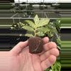plant/Variegated peppermint begonia starter plant growers choice-7-thumbnail